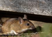A small, brown mouse hiding under a board on the ground in the basement