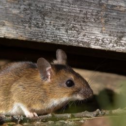 A small, brown mouse hiding under a board on the ground in the basement