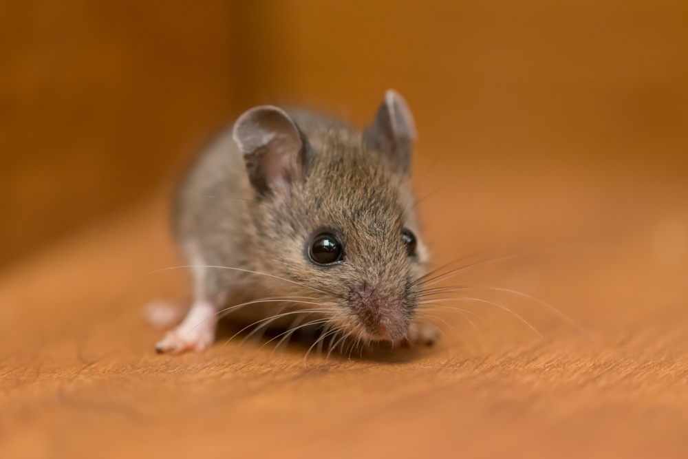 A mouse on wooden floor in a house