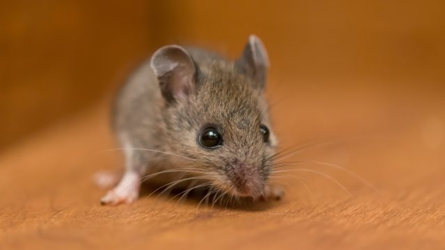A mouse on wooden floor in a house