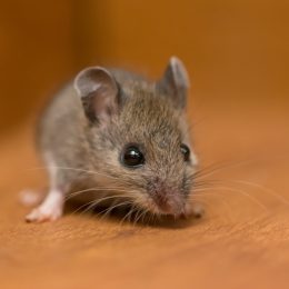 A mouse on wooden floor in a house