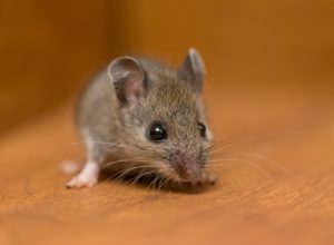 A mouse on wooden floor in a house
