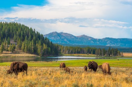 Büffel grasen im Hayden Valley, Yellowstone National Park, Wyoming, USA