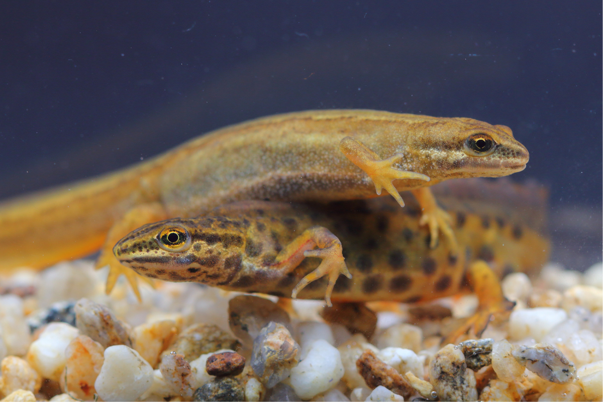 two newts in a tank