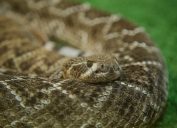 A rattlesnake coiled on the ground