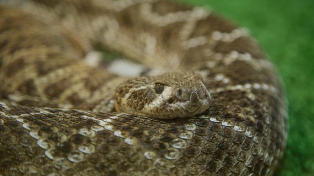 A rattlesnake coiled on the ground
