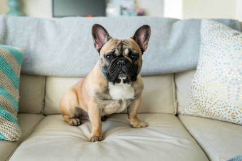 Bulldog francez pe canapea