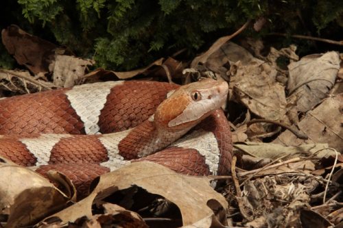 copperhead snake in leaves