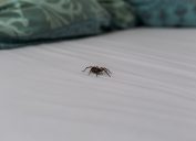 spider-on-sheets