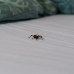 spider-on-sheets