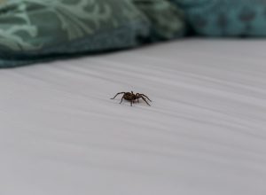 spider-on-sheets