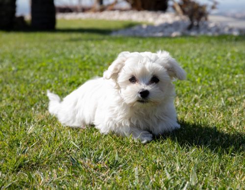 Maltese Puppy in the Grass