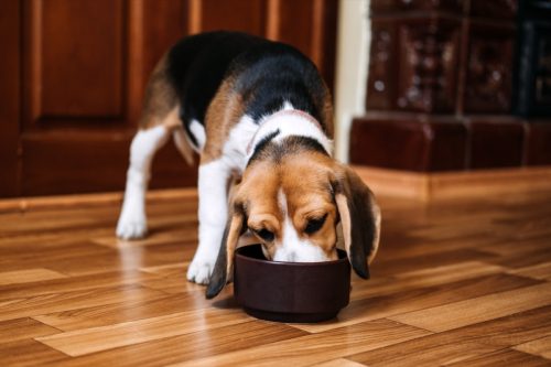 Beagle mănâncă mâncare pentru câini
