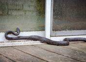 A snake near the door of a home trying to get inside
