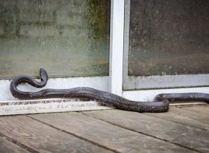 A snake near the door of a home trying to get inside