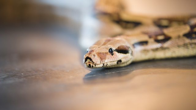 A snake slithering across a wooden floor in a house