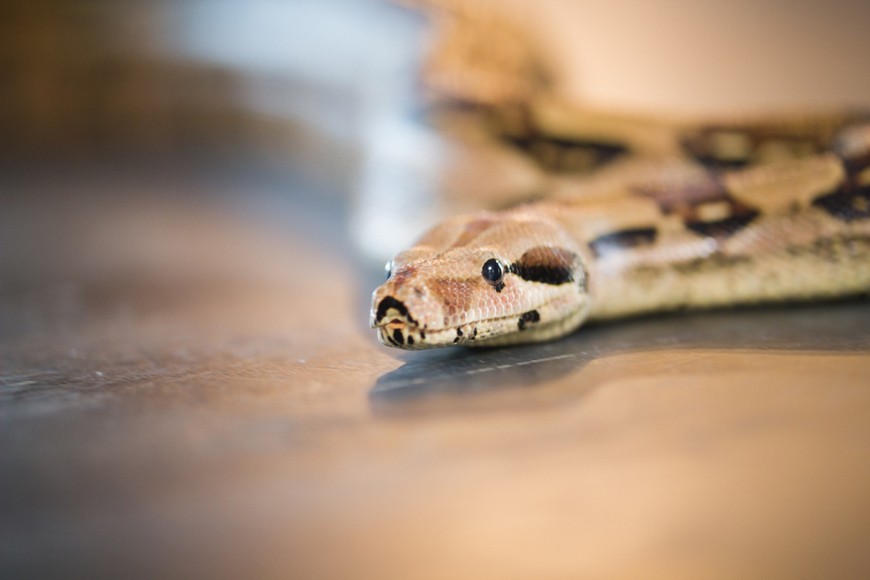 The No. 1 Mistake to Make When a Snake Is in Your Home — Best Life