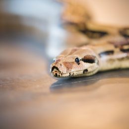 A snake slithering across a wooden floor in a house
