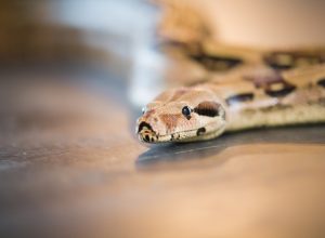 A snake slithering across a wooden floor in a house