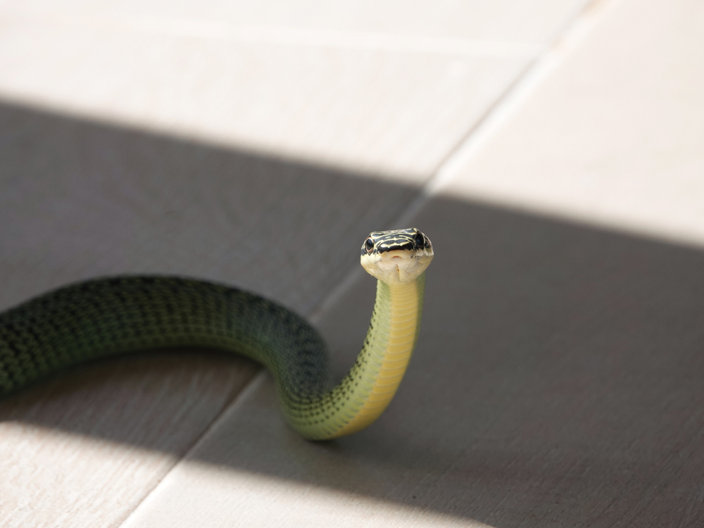 A snake sitting on the floor in someone's home