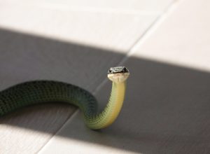 A snake sitting on the floor in someone's home