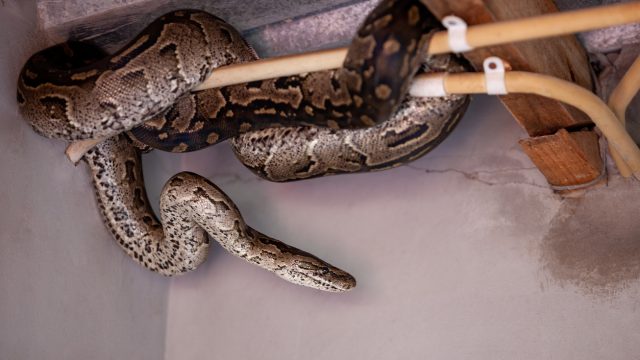A large snake hanging from pipes and electrical wires in a home
