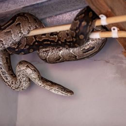 A large snake hanging from pipes and electrical wires in a home