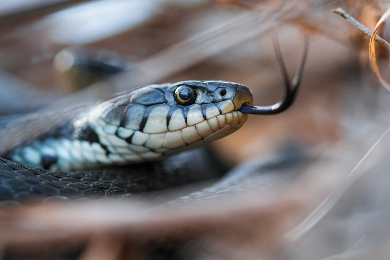 A snake hiding in grass with its tongue out