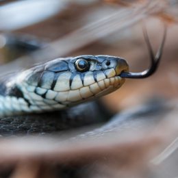 A snake hiding in grass with its tongue out