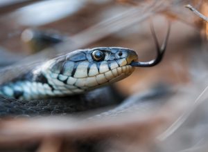 A snake hiding in grass with its tongue out