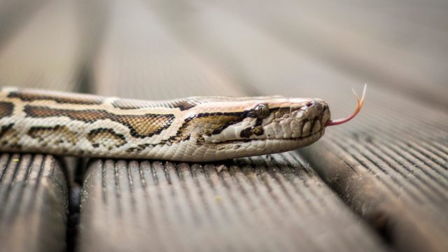 A snake slithering across a wooden floor
