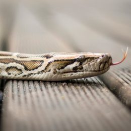 A snake slithering across a wooden floor