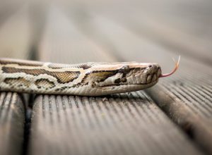 A snake slithering across a wooden floor