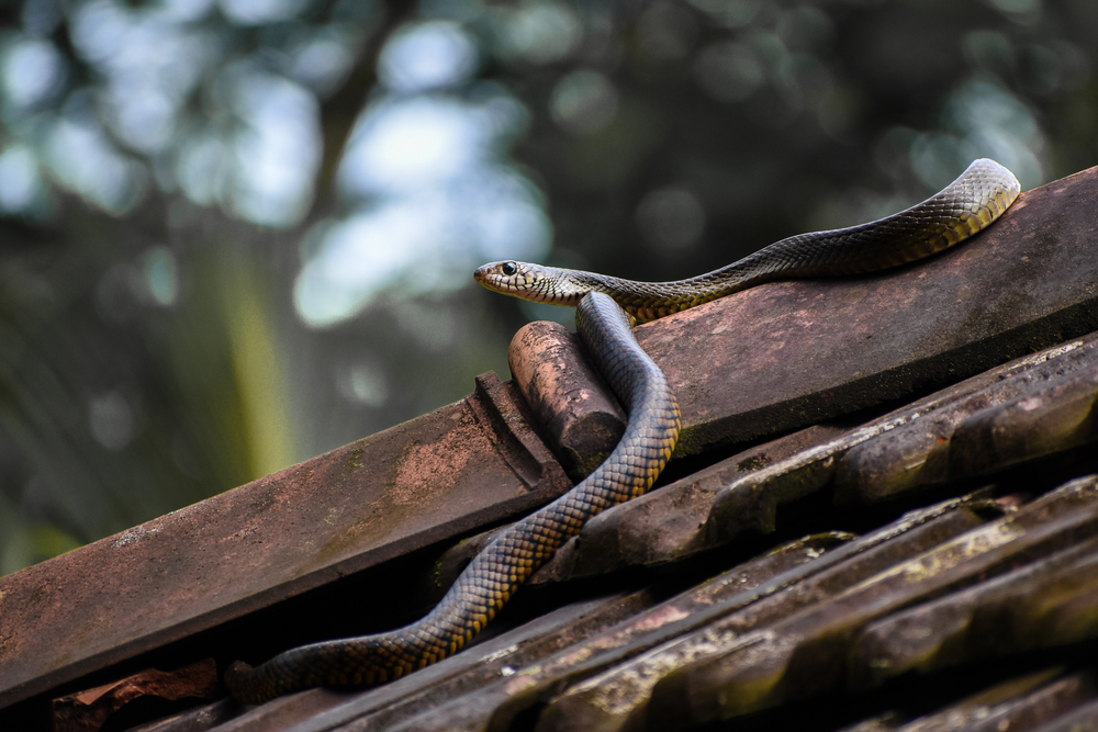 A snake resting on a house rooftop