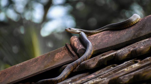 A snake resting on a house rooftop