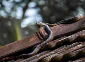 A snake resting on a house rooftop