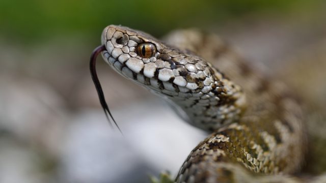 Closeup of a snake with its tongue out sitting in the grass