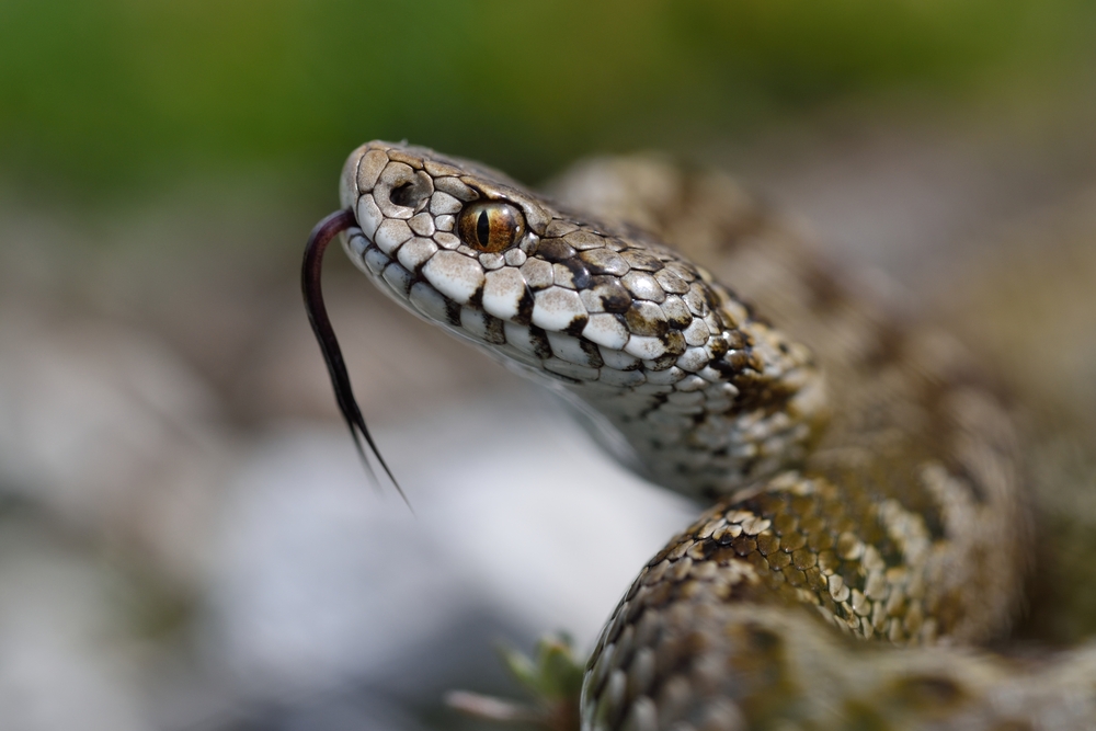 The No. 1 Place Snakes Love to Hide Before They Strike — Best Life