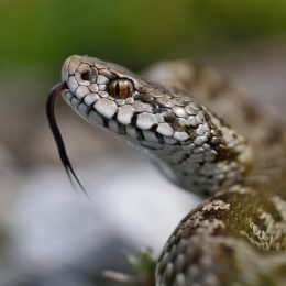Closeup of a snake with its tongue out sitting in the grass