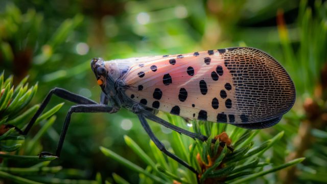 A spotted lanternfly resting on a branch