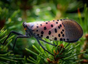 A spotted lanternfly resting on a branch