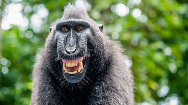 Celebes crested macaque with open mouth.