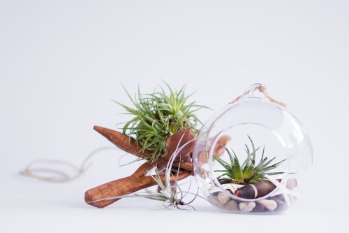 Air plants with seashells in a glass globe and on wood.