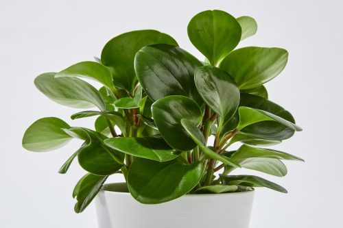 A Baby Rubber Plant in a white pot
