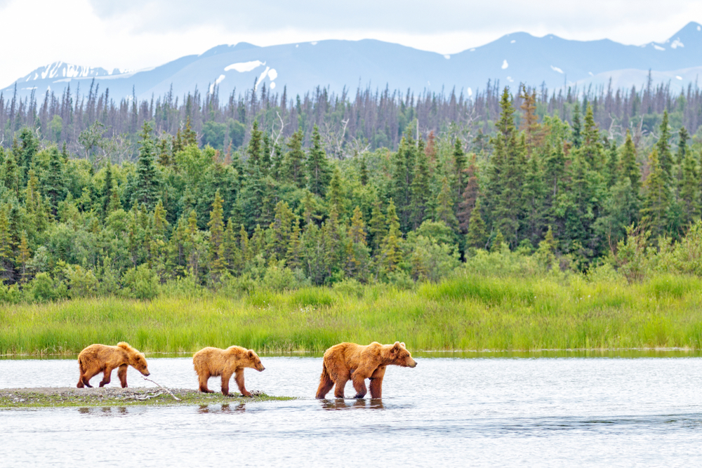 Brown bear cubs walking with their mother in Katmai National Park in Alaska