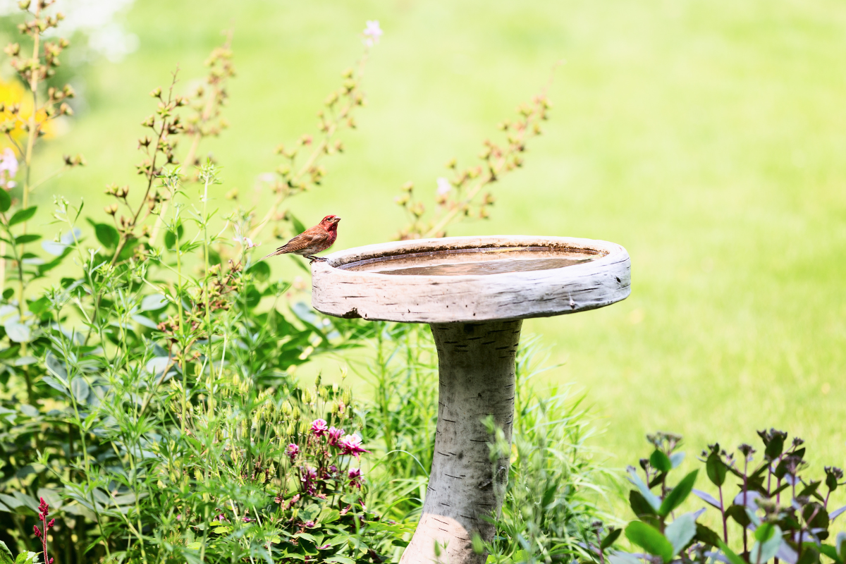 The No. 1 Thing Attracting Mosquitoes to Your Yard — Best Life