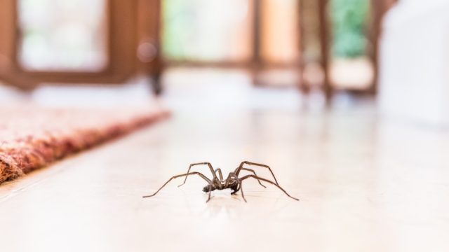 common house spider on a smooth tile floor seen from ground level in a kitchen in a residential home