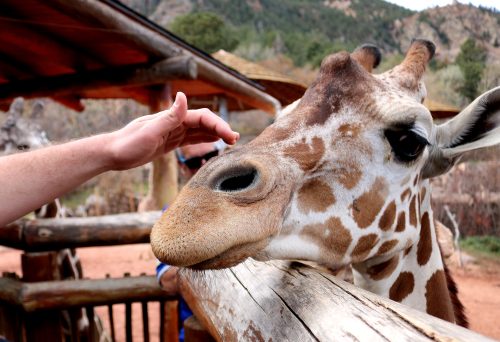 things to do in colorado springs - cheyenne mountain zoo