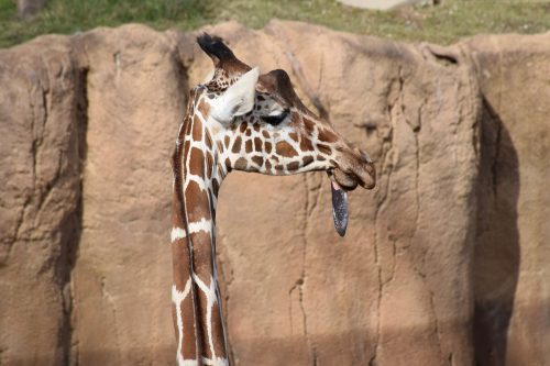 things to do in dallas - dallas zoo