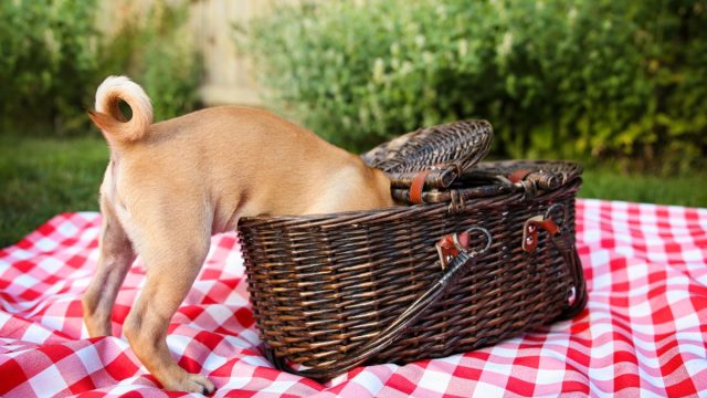 A pug-chihuahua mix puppy with its head in a picnic basket.